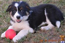 border collie puppy posted by Danchezar