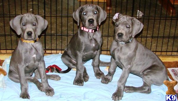 great dane puppies for sale in wisconsin great dane puppies for sale in kentucky great dane puppies for sale in wisconsin great dane puppies for sale in kentucky