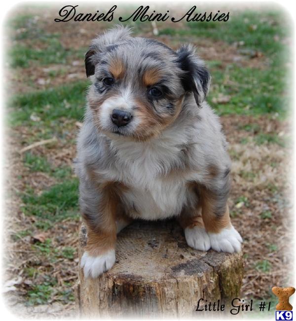 Miniature Australian Shepherd Puppy for Sale Mini Aussie Blue Merle