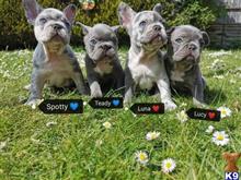 french bulldog puppy posted by Danlom90