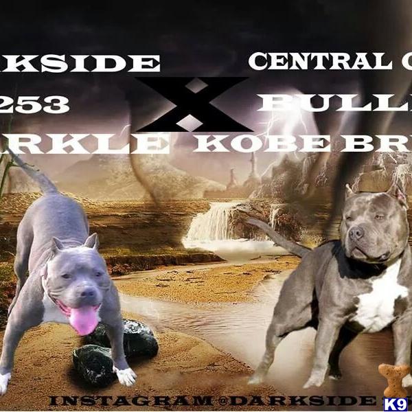 american pit bull puppy posted by Darkside253