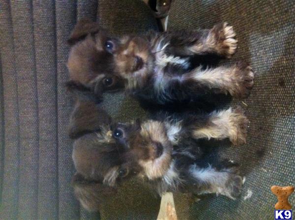 miniature schnauzer puppy posted by DarrellMc