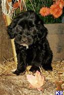 portuguese water dog puppy posted by Dasilva