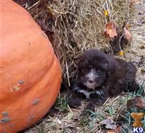portuguese water dog puppy posted by Dasilva
