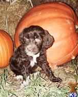 portuguese water dog puppy posted by Dasilva