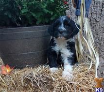 portuguese water dog puppy posted by Dasilva