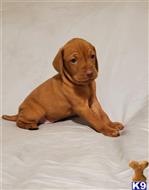 vizsla puppy posted by Dasilva