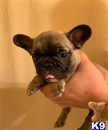french bulldog puppy posted by Dc1234
