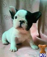 french bulldog puppy posted by Dc1234