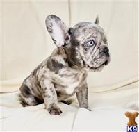 french bulldog puppy posted by Dc1234