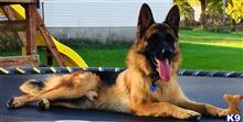German Shepherd