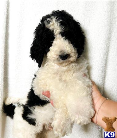 Bernedoodle puppy for sale