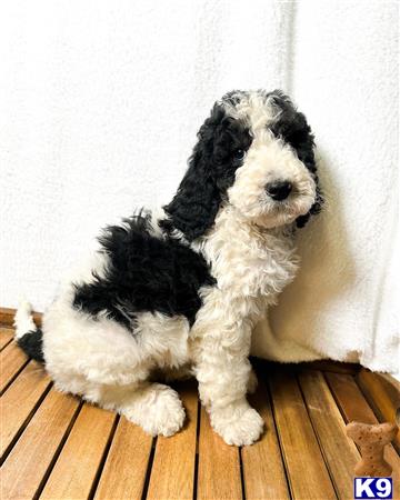 Bernedoodle puppy for sale