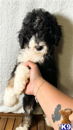 Bernedoodle puppy for sale