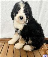 bernedoodle puppy posted by Dcr9122
