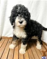 bernedoodle puppy posted by Dcr9122