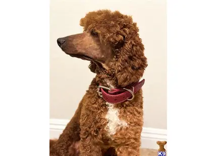 Poodle