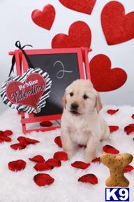golden retriever puppy posted by DeShong