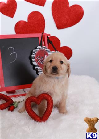 golden retriever puppy posted by DeShong