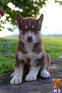 siberian husky puppy posted by DeShong