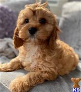 maltipoo puppy posted by Deanjunz