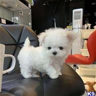 maltipoo puppy posted by Deanjunz
