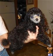 poodle puppy posted by Debo-13
