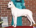 Dogo Argentino