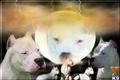 dogo argentino puppy posted by Debonairdogos
