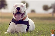 dogo argentino puppy posted by Debonairdogos