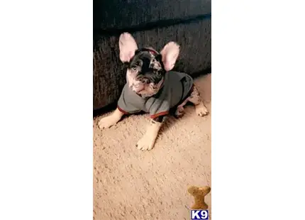 Cookie available French Bulldog puppy located in PEORIA
