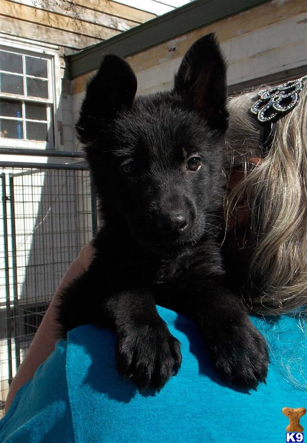 german shepherd puppy posted by DenWolf