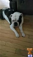 Blue available Old English Bulldog puppy located in CARMICHAEL