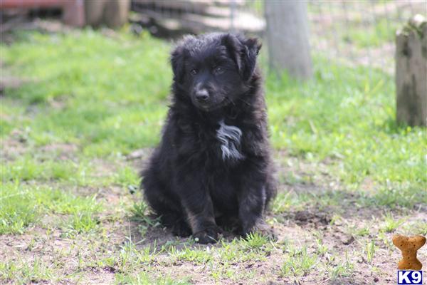australian shepherd puppy posted by Dews54