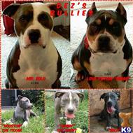 american pit bull puppy posted by DezBullies