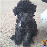 poodle puppy posted by Dherrian6388