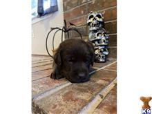 labrador retriever puppy posted by Dianajaaade