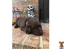 labrador retriever puppy posted by Dianajaaade