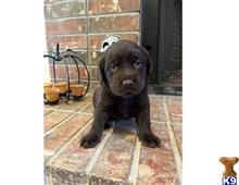 labrador retriever puppy posted by Dianajaaade