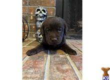 labrador retriever puppy posted by Dianajaaade