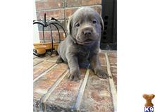 labrador retriever puppy posted by Dianajaaade