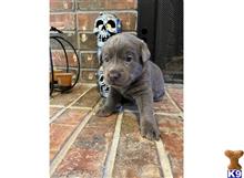 labrador retriever puppy posted by Dianajaaade