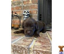 labrador retriever puppy posted by Dianajaaade
