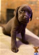 labrador retriever puppy posted by Dianajaaade