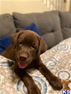 labrador retriever puppy posted by Dianajaaade