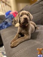 labrador retriever puppy posted by Dianajaaade