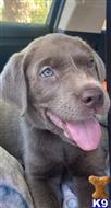 labrador retriever puppy posted by Dianajaaade