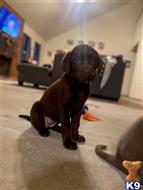 labrador retriever puppy posted by Dianajaaade