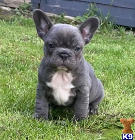 French Bulldog Puppy for Sale: Super Special Rare Blue french bulldog ...