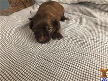 havanese puppy posted by DixieMaeHavanese